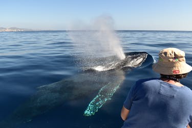 Experiencia de avistamiento de ballenas en Los Cabos con fotos